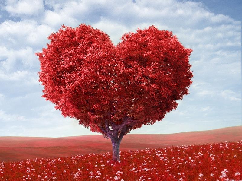 Czerwone drzewo w kształcie serca